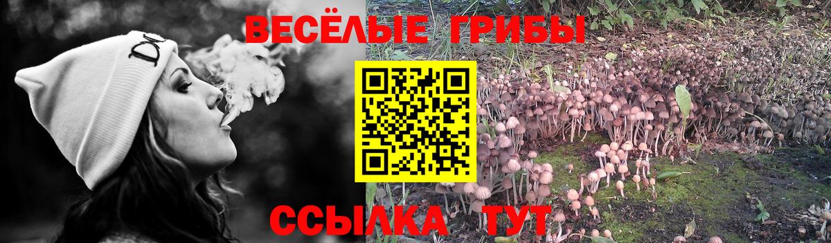Псилоцибиновые грибы Psilocybe Солнечногорск